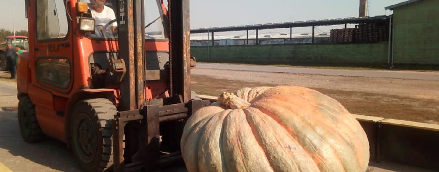 NAJVEĆA BUNDEVA U HRVATSKOJ TEŽI 420 KILOGRAMA