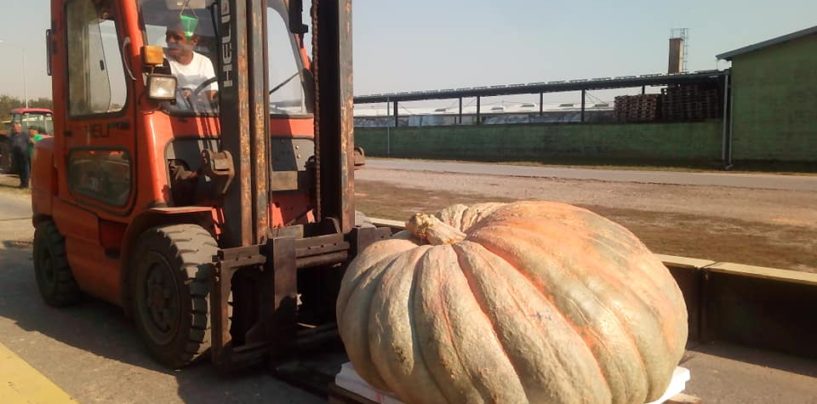 NAJVEĆA BUNDEVA U HRVATSKOJ TEŽI 420 KILOGRAMA