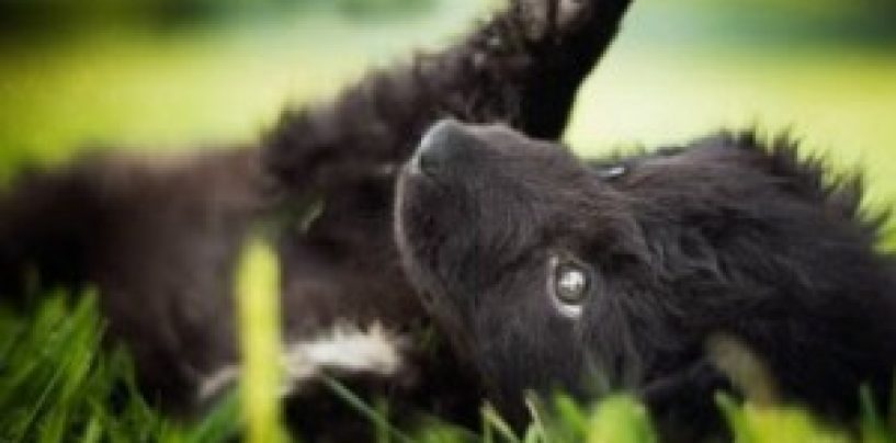 PUŠTANJE AUTOBUSNE LINIJE KVATRIĆ – DUMOVEC