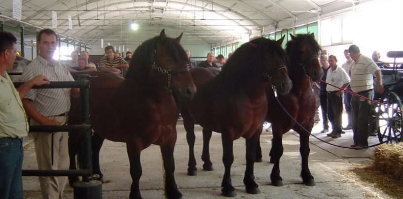 POSAVCI TONAŠI SIMBOLI SU SISAČKOG KRAJA