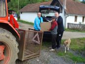 BM 365 RIS U GORNJOJ STUPNICI KOD DVORA