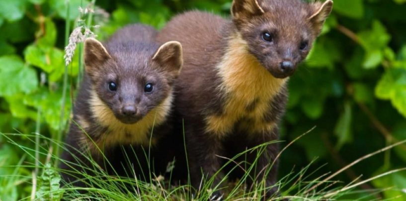 ANALITIČARU PUHOVSKI PROČITAJTE ŠTO JE TUĐMAN GOVORIO O KUNI JOŠ 1977.