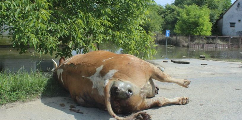 ZAŠTO NIKADA NIJE ISTRAŽEN SLUČAJ GUNJA? OD KUDA ANKI MRAK TARITAŠ KUĆA NA KRKU? LOVRI KUŠČEVIĆU TOLIKA IMOVINA?