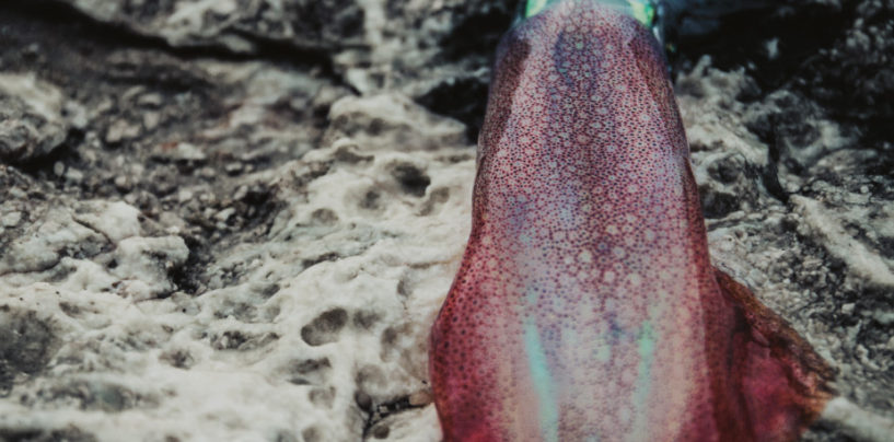 “KRAKEN” VICE VERSE