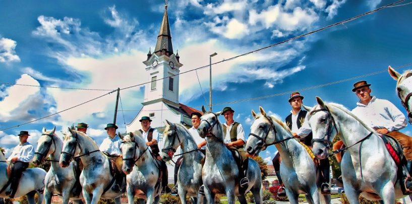 KONJI I ŠOKAC KAO OTAC I SIN