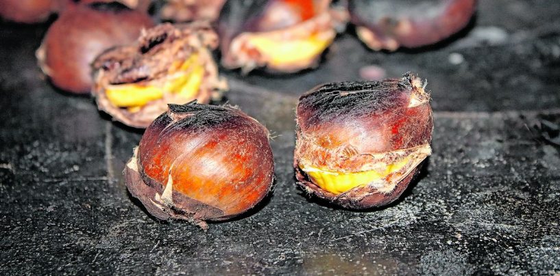 KESTENI I PORTUGIZEC NA BUNDEKU