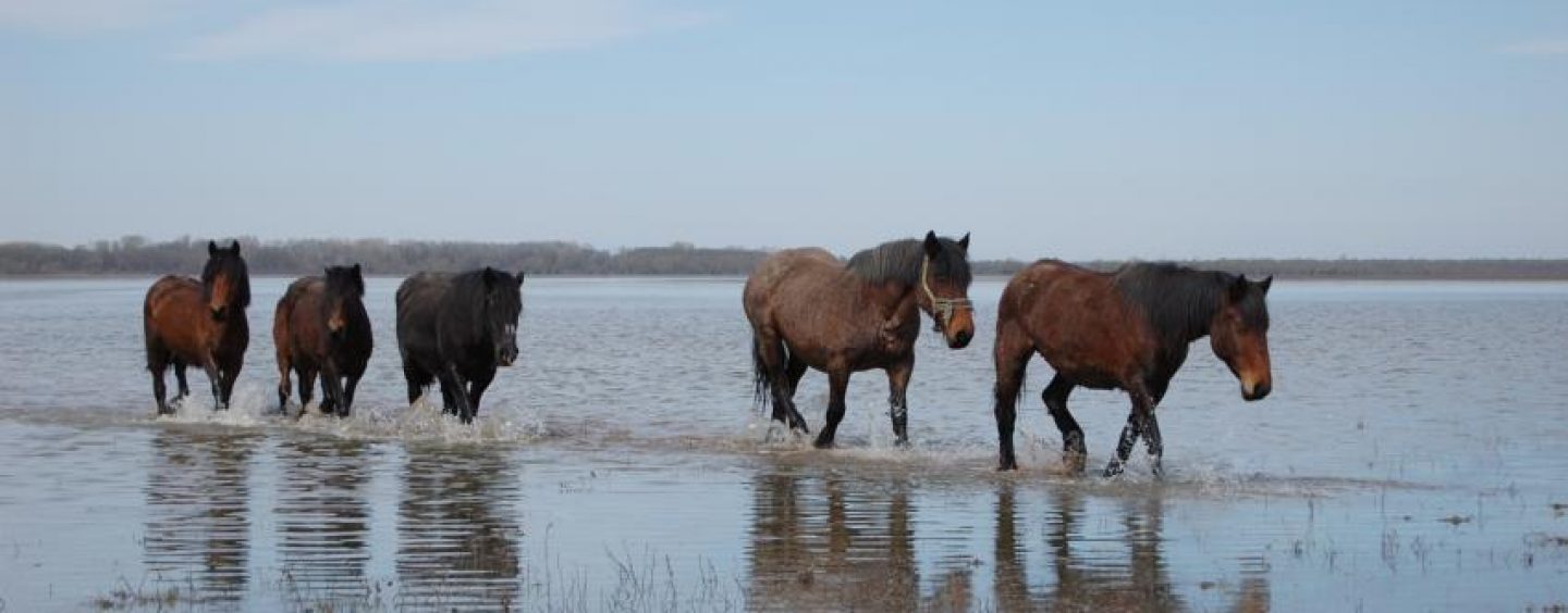 OKO SUNJE KONJE NE MOGU UHVATITI U ŠTETI PA IH UBIJAJU