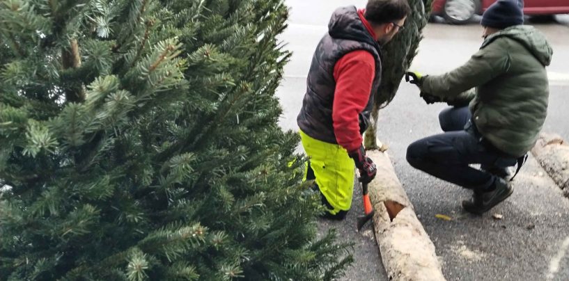 BOBETKOVA BOŽIĆNA DRVCA IZ MAJURA