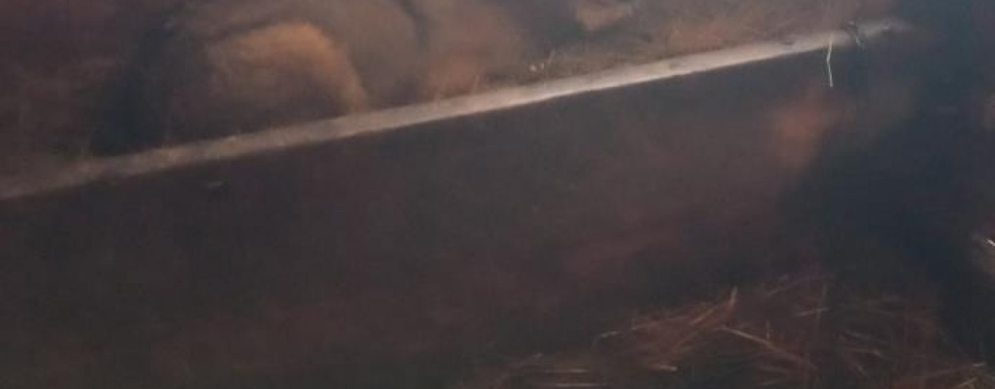 MLADI VUK UŠAO KROZ PROZOR I SPAVAO S TELIĆIMA