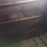 MLADI VUK UŠAO KROZ PROZOR I SPAVAO S TELIĆIMA