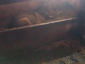 MLADI VUK UŠAO KROZ PROZOR I SPAVAO S TELIĆIMA