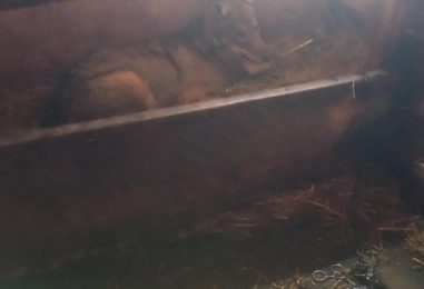 MLADI VUK UŠAO KROZ PROZOR I SPAVAO S TELIĆIMA