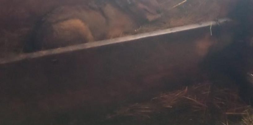 MLADI VUK UŠAO KROZ PROZOR I SPAVAO S TELIĆIMA